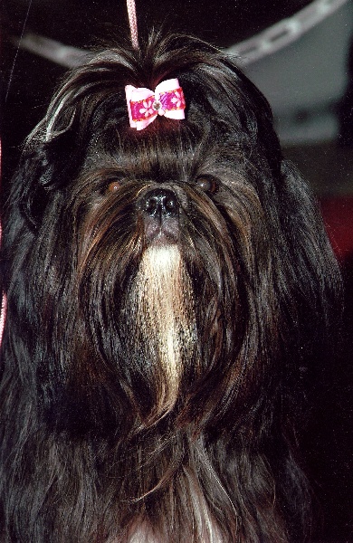 CH. Victoria's secret Du mas de quercy