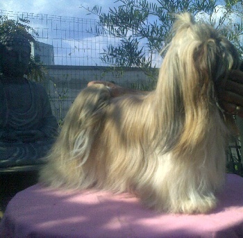 Abigael Du mas de quercy